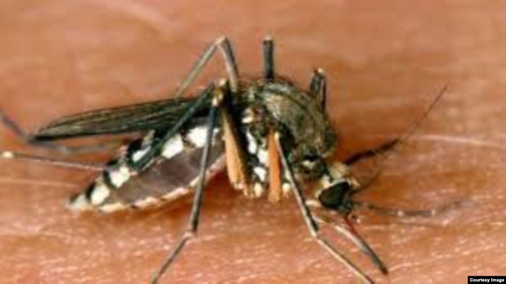 The female Aedes aegypti mosquito can transmit the viruses that cause dengue fever.