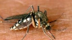 Des moustiques génétiquement modifiés lâchés dans la nature