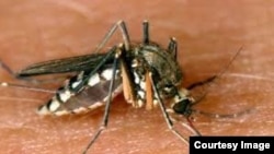 Nyamuk penyebar virus demam berdarah (foto: ilustrasi). 