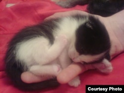 This kitten is curled up in a person's hand.