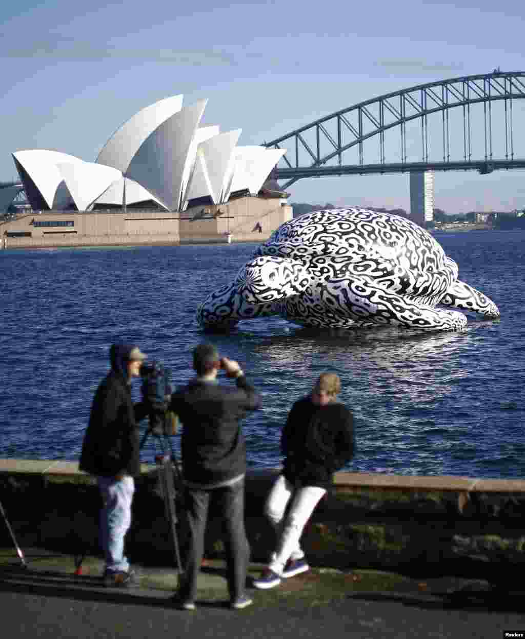 People take pictures of a sculpture named 'Alpha Turtle' as it floats in front of the Sydney Opera House and Harbor Bridge. The sea turtle featuring a black and white rendering of coral reef structures was floated past the iconic Sydney landmarks on Friday to promote an undersea art exhibition at the Sea Life Sydney Aquarium.