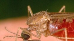 Malária mata em Malanje – 2:09