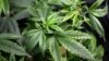 "Made in Washington", la marijuana se cultive à deux pas du pouvoir américain