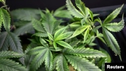 Laws to allow exports of Australian cannabis-based therapies will come into force in February, according to the federal health minister.