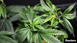 FILE - Marijuana plants for sale are displayed at the medical marijuana farmers market at the California Heritage Market in Los Angeles, July 11, 2014.