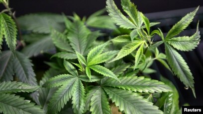 Link Between Adolescent Pot Smoking And >> Study Questions Link Between Teen Pot Smoking Iq Decline Link Between Adolescent Pot Smoking And >> Study Questions Link Between Teen Pot Smoking Iq Decline