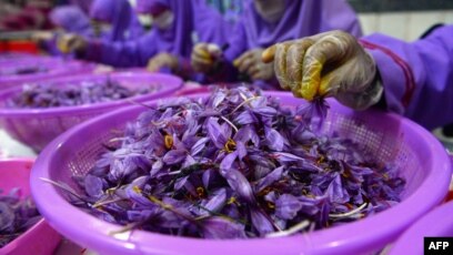 Rempah Termahal di Dunia: Safron