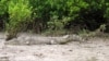 Un crocodile repose sur la rive le long de la rivière Daintree dans la forêt tropicale de Daintree, qui abrite de nombreuses espèces rares de plantes et d'animaux dans le nord-est de l'Australie, le 29 juin 2015. (Photo AP / Wilson Ring) 