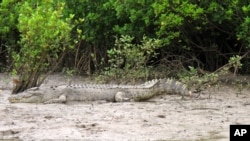FILE - A crocodile rests on the shore along the Daintree River in Daintree, Australia, June 29, 2015. Boats take tourists on river cruises where usually see crocodiles and other wildlife.