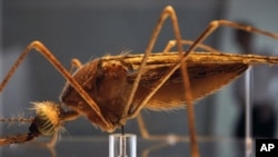 A model of an Anopheles mosquito in the new Darwin Centre at the Natural History Museum in London, (File)