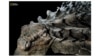 ‘One-in-a-Billion’ Dinosaur Discovery
