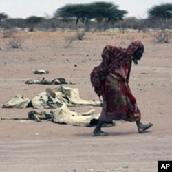 A woman walks past carcasses of cattle in the drought-stricken Eladow area in Wajir, northeastern Kenya, August 4, 2011
