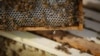 Produsen Pestisida di AS Berhenti Gunakan Bahan Kimia Pembunuh Lebah