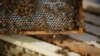 Studi: 350 Spesies Lebah Amerika di Ambang Kepunahan