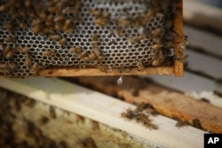 Honey drips from a bee hive frame at EcOhio Farm in Mason, Ohio on May 27, 2015.