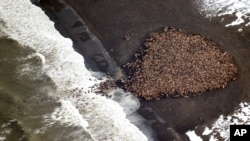 According to NOAA, Pacific walrus are are coming to the northwest coast of Alaska in record numbers, looking for places to rest in the absence of sea ice, Sept. 23, 2014. (NOAA photo)