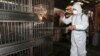 중국 신종 조류독감 사망 27 명으로 늘어