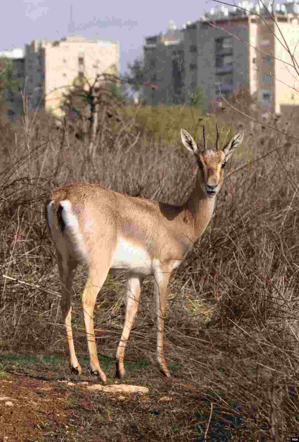 A gazelle seen in Jerusalem&rsquo;s new Gazelle Valley Park, Israel&rsquo;s biggest urban wildlife site, located in between the neighborhoods of Givat Mordechai and Katamon, April 8, 2015. (VOA)
