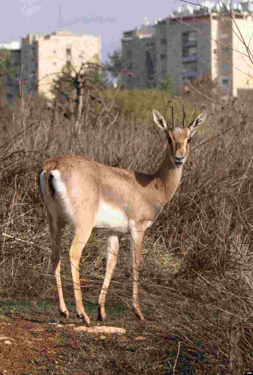 A gazelle seen in Jerusalem’s new Gazelle Valley Park, Israel’s biggest urban wildlife site, located in between the neighborhoods of Givat Mordechai and Katamon, April 8, 2015. (VOA)