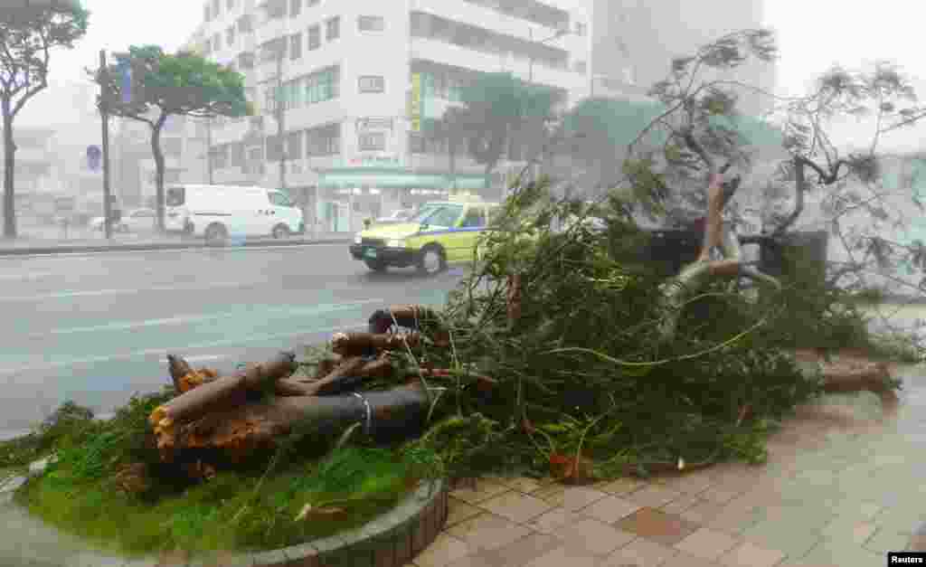 Cây bên đường bị gió mạnh bão Neoguri quật ngã ở Naha, trên đảo Okinawa của Nhật Bản. (Ảnh của hãng tin Kyodo)