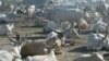 S. Sudan Conflict Displacing Livestock