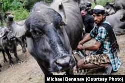 Chamar milks a water buffalo. Buffalo milk is the main source of income for Van Gujjars, and is a major part of their diet.