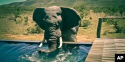 An elephant visits a lodge in South Africa’s ‘Albany Hotspot’ area for a drink … Conservationists are successfully relocating the animals to parks in the country’s Eastern Cape province