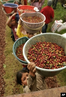 کارگران یک مزرعه قهوه در نیکاراگوئه