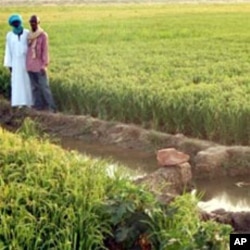 Farmer Mossa Ag Alhousseini (in white) of Bagadadji village, Mali, at sunset next to his SRI field: "In the beginning, people who didn't participate in the SRI test treated us like fools," he said. "Now they regret not having learned the techniques for th