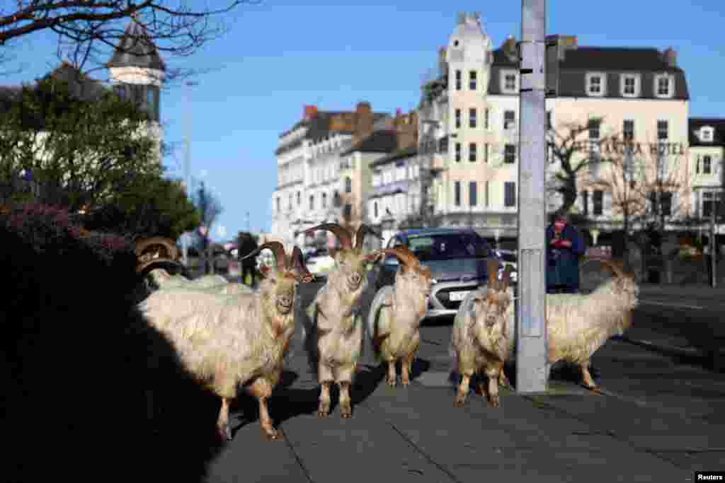 Goats are seen on a sidewalk in Llandudno, Wales, Britain.