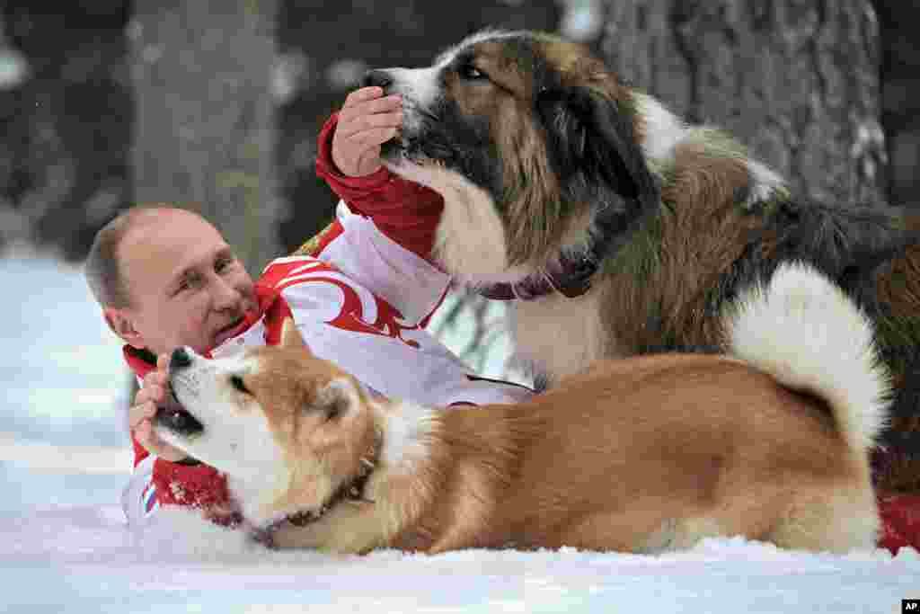 Russian President Vladimir Putin plays with his dogs Yume, an Akito-Inu, front, and Buffy, a Bulgarian Shepherd in an undisclosed location of Moscow region. (Photo distributed by RIA Novosti Agency)