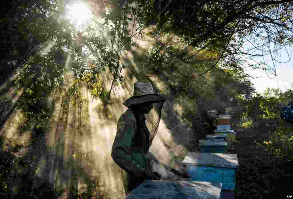 A beekeeper works at an apiary in Navajas, Matanzas province, Cuba. In the mountains of Matanzas province, bees buzz free of agrotoxic, enjoying a diet rich in wild flowers and producing a high-quality honey, that is highly desired by European markets.