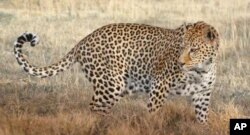 An African leopard pictured on a game reserve in South Africa’s Eastern Cape province. Farmers in the area have hunted these predators relentlessly, but they’re now being restocked and protected on parks in the so-called ‘Albany Hotspot’