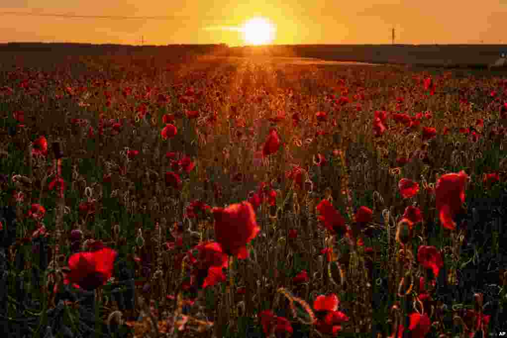 A field of poppy flowers are in full blossom as the sun rises in Frankfurt, Germany.