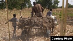 African farmers harvesting crops.