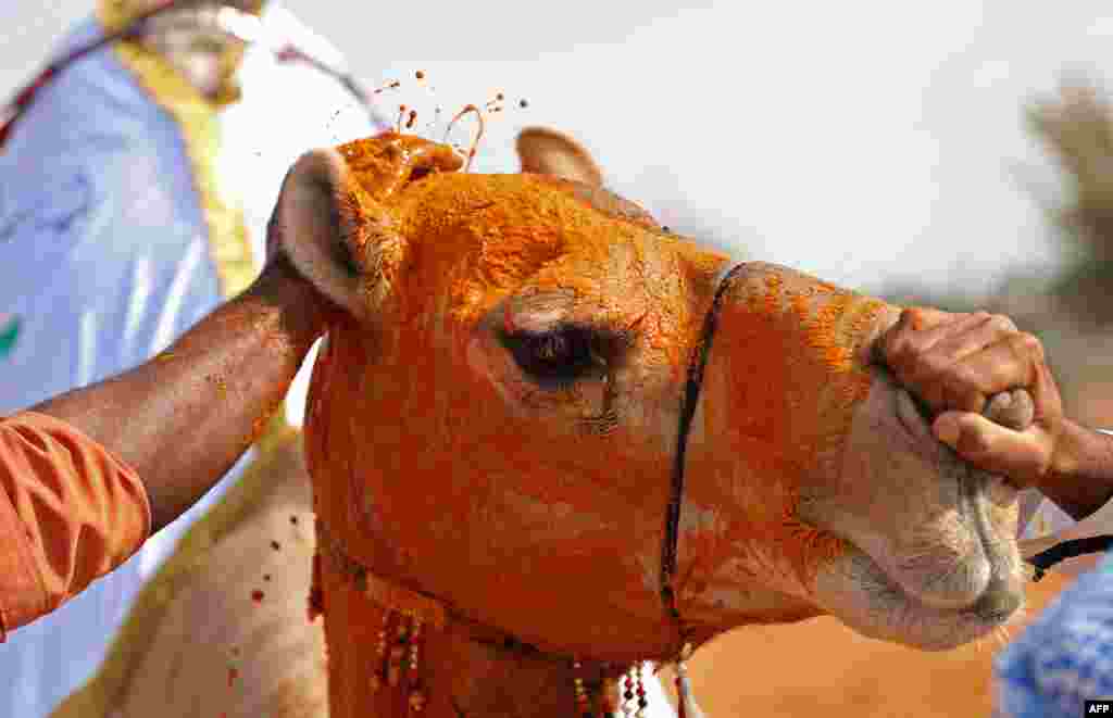 A camel that won a beauty context has its face covered with saffron during the Sheikh Sultan Bin Zayed al-Nahyan camel festival, at the Shweihan racecourse in al-Ain on the outskirts of Abu Dhabi, UAE.