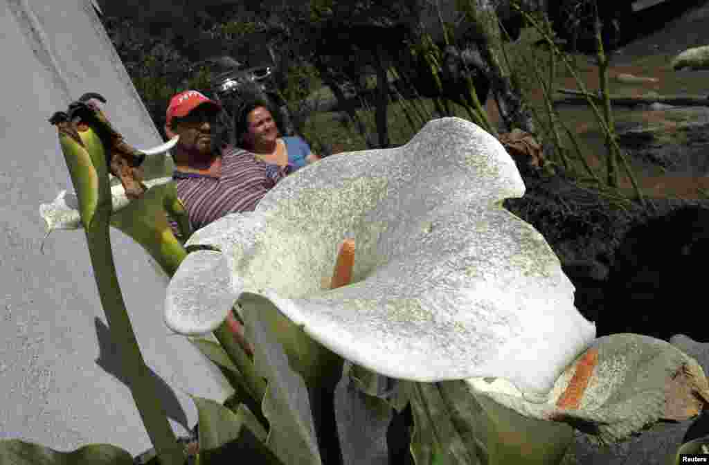 Tro núi lửa trên những bông hoa sau vụ phun trào của núi lửa Turrialba tại El Roble gần Turrialba, Costa Rica. Núi lửa phun một cột khí và tro tới 1 km vào không trung hôm thứ Năm trong vụ phun trào mạnh nhất hai thập niên qua, và chính quyền địa phương đã bắt đầu sơ tán cư dân từ các vùng lân cận.