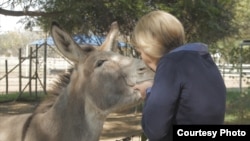 Inspector Ashley Ness of the Highveld Horse Care Unit says the skin of a donkey could fetch more than $500 (up to R7,000) in China. That demand, she says, has driven up the price of donkeys at livestock auctions. But kept alive, they can can be used as beasts of burden, as therapy animals, or for their milk. They also can be loving companions. (Courtesy - Zaheer Cassim)