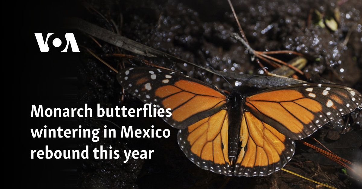 Monarch butterflies wintering in Mexico rebound this year