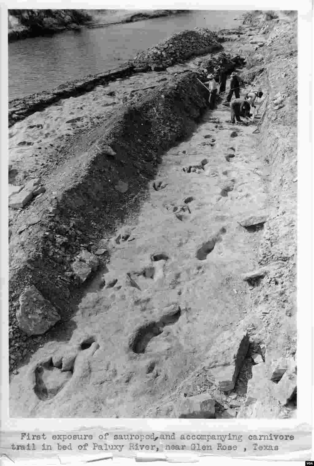 Jejak kaki di lumpur dari lebih dari 100 juta tahun lalu adalah jejak theropod berkaki tiga (kiri) dan sauropod berkaki lebar (kanan) di dasar Sungai Paluxy, Texas.&nbsp;(R.T. Bird dari koleksi Laboratorium Paleontologi Vertebrata, University of Texas di Austin)