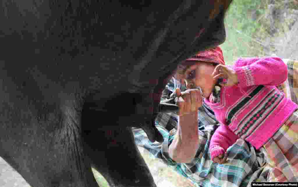 Four-year-old Karim, getting his milk straight from the source.