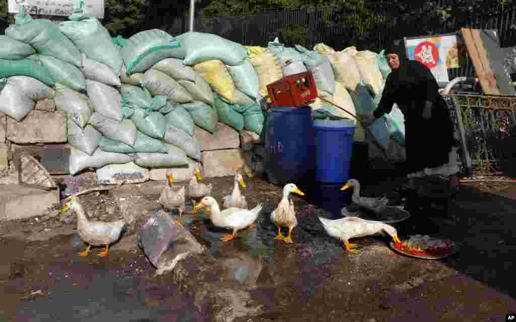 An Egyptian woman feeds her ducks in front of a barrier recently set up by supporters of Egypt&#39;s ousted President Mohamed Morsi in their camp in Giza, southwest of Cairo, Egypt, Aug. 1, 2013.&nbsp;