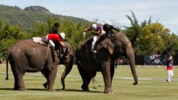 코끼리 폴로대회 태국서 인기