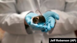 FILE: Lab worker holds a mouse used in experiments and drug trials. Taken Dec. 15, 2021.