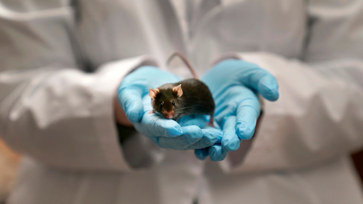 Lab Creates Mice With 'Two Fathers'