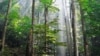 Việt Nam tăng cường quản lý rừng và kinh doanh lâm sản bền vững
