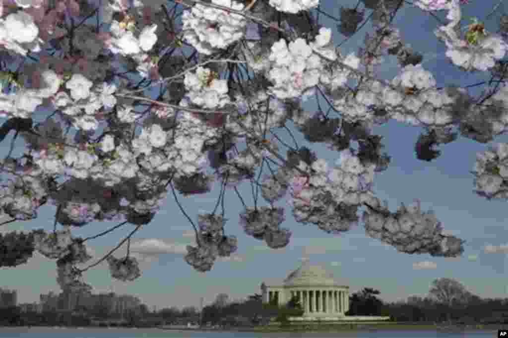 지난 8일 미국 워싱턴 DC 타이들 베이신에 벚꽂 나무가 드리져 있다. 강 건너로 제퍼슨 기념관이 보인다.