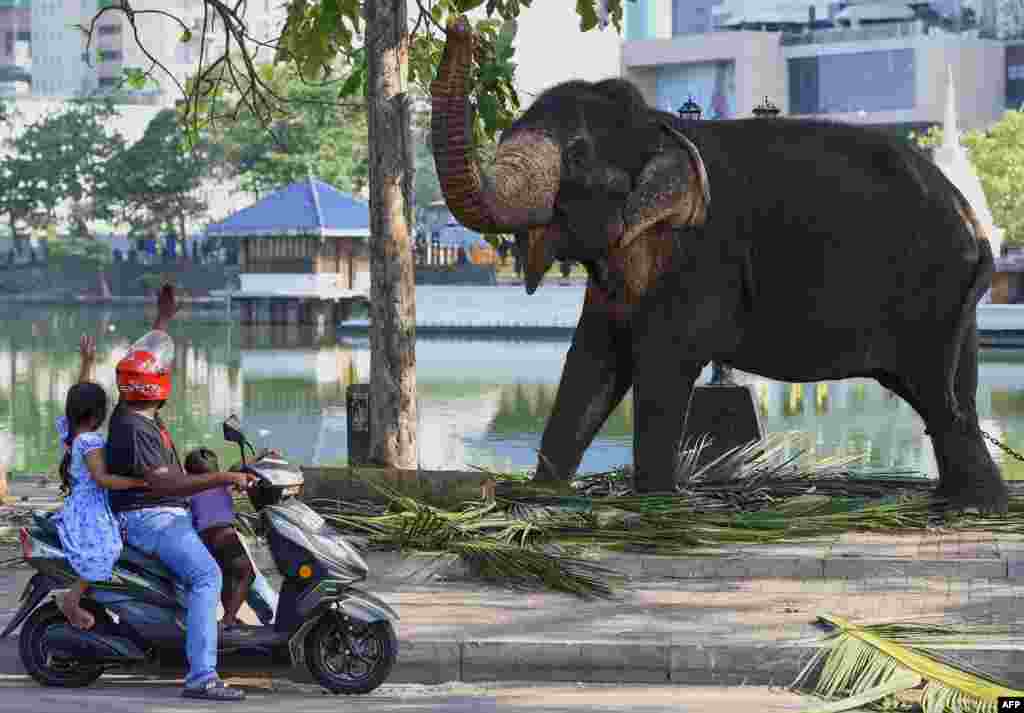 Commuters interact with an elephant in Colombo, Sri Lanka.