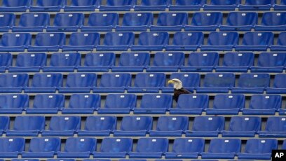 8500 Koleksi Gambar Burung Elang Bertengger Terbaru
