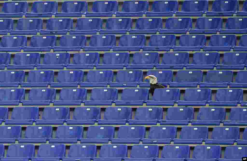 Lazio's mascot, the eagle Olympia, sits in the empty stands prior to the start of a Serie A soccer match between Lazio and Bologna in Rome's Olympic stadium, Italy.